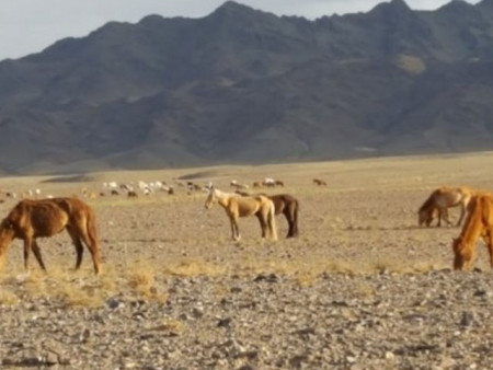 ОБЕГ: Нийт нутгийн 51 хувьд гантай болон гандуу байна