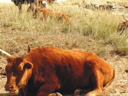 Баянзүрх дүүргийн 33 хороонд шүлхий сэжигтэй тохиолдол батлагдсан тул хорио цээрийн дэглэм тогтоожээ