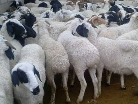 Шөлний хонь 200-300 мянган төгрөгийн үнэтэй байна