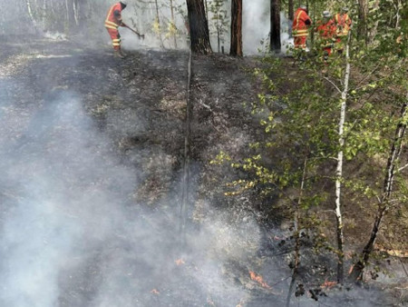 Ойн түймэр 77.1 хувиар өссөн үзүүлэлттэй байна