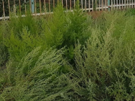 Улаанбаатар хот орчимд лууль, шарилж төрлийн ургамал энэ сарын 8-15-ны өдрүүдэд цэцэглэж, цэцгийн тоосоо гөвөх төлөвтэй байна