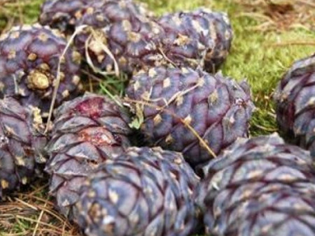 35 настай эрэгтэй самранд яваад сураггүй алга болоод 6 хонож байна