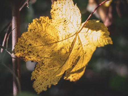Ирэх 10 хоногийн цаг агаарын урьдчилсан төлөв