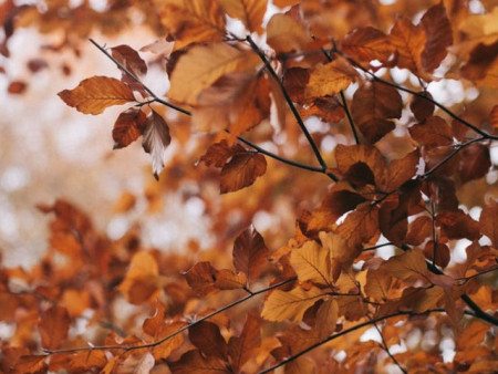 Ойрын 10 хоногийн цаг агаарын урьдчилсан төлөв