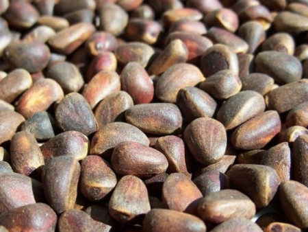 Нийслэлийн ногоон бүсэд ойн дагалт баялгийн судалгаа хийж байна