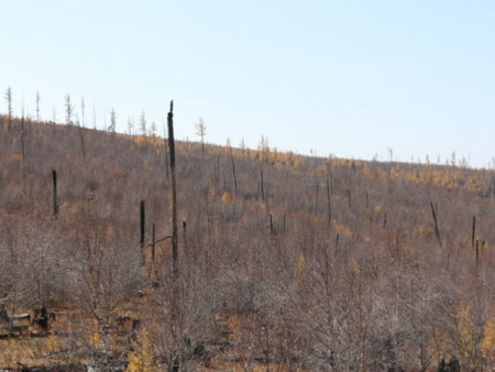 Батсүмбэр сумын түймэрт өртсөн 3000 га талбайг ойжуулж, нөхөн сэргээнэ