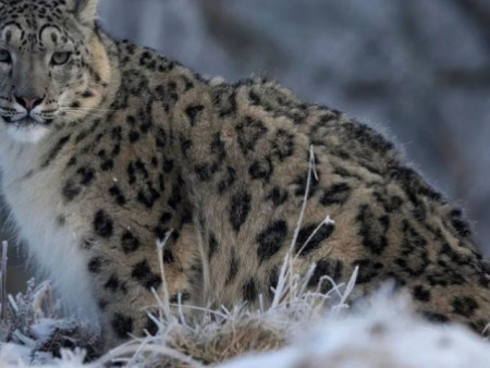 Өнөөдөр олон улсын цоохор ирвэсийн өдөр