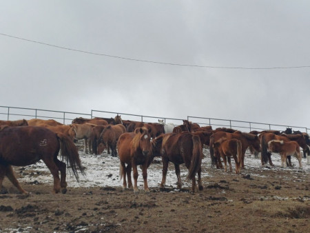 Нийслэлийн мал аж ахуй эрхлэхийг хориглосон бүсээс мал гаргах арга хэмжээг зохион байгуулж байна
