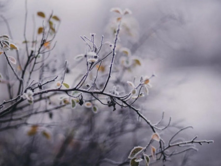 Ирэх арав хоногийн цаг агаарын урьдчилсан төлөв