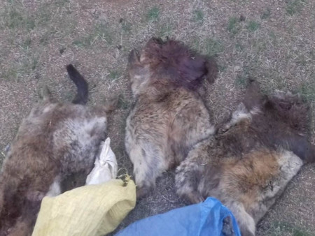 Тарвага тээвэрлэхгүй, худалдан авахгүй, борлуулахгүй байхыг зөвлөж байна