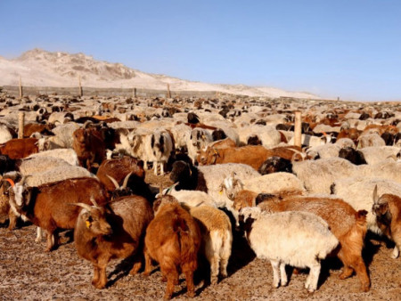 Нийт нутгийн 23 хувьд өвөлжилт хүндрэх эрсдэл 