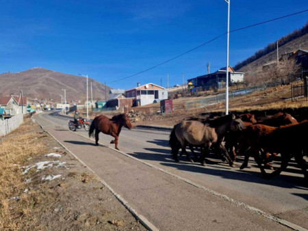 Энэ онд нийслэлийн мал аж ахуй эрхлэхийг хориглосон бүсээс 214 айлын 8495 малыг гаргав