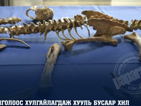 Монгол Улсын нутаг дэвсгэрээс хулгайлагдаж, хууль бусаар хилээр нэвтрүүлсэн үлэг гүрвэлийн чулуужсан олдворыг эргүүлэн авлаа