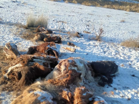 Хурдан удмын 7 адууныхаа арьс, толгойг нь л олжээ