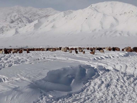 Малын өвөлжилтийн байдал 9 аймагт их хүндрэлтэй байх төлөвтэй байна