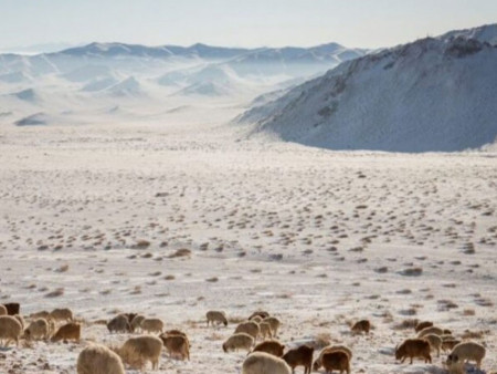 Зудын байдлыг үнэлэхэд 11 аймгийн 52 сум цагаан зудтай байна