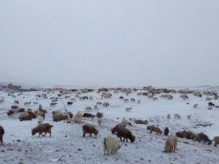 Малдаа явсан иргэн осгож, нас барсан байдалтай олдсон харамсалтай мэдээлэл бүртгэгджээ