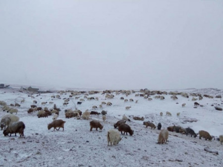 Зудын байдлыг үнэлэхэд 11 аймгийн 43 сум цагаан зудтай байна