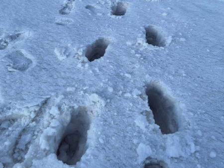 Нийт газар нутгийн 72 хувь нь цасан бүрхүүлтэй, цасны дундаж зузаан нь 7.5 см байна