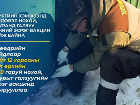 Дүүргийн хэмжээнд тэжээвэр нохой, мууранд галзуу өвчний эсрэг вакцин хийж байна.