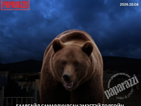 Баавгайд самардуулсан эмэгтэй толгойн хэсэгтээ том хэмжээний хуулагдаж, цөмрөлт цууралттай, цээж хэвлийн хэсэгт дарагдсан байдалтай ГССҮТ-д эмчлүүлж байна