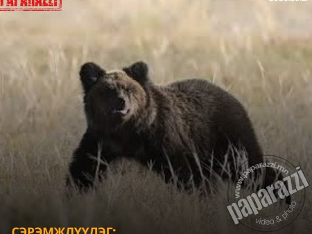Нэг хоногт хүрэн баавгайн 18 дуудлага бүртгэгдэж, гурвыг нь аюулгүй болгож агнажээ