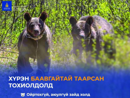 Хүрэн баавгайн эрсдэлээс сэрэмжилье