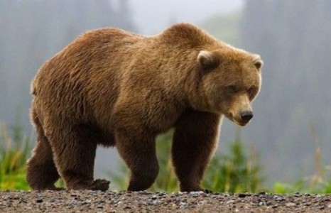 Баавгай модноос гарч ирсэн нь байгаль сүйрснийг мэдээлсэн “шүгэлийн дуу”