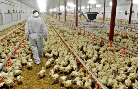 ​Хятад улсад дахин нэмээд ‘H5N1’ вирусийн халдвар дэгдээд байна