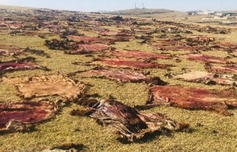 Эмээлтэд хуримтлагдсан 600 мянган адууны ширийг БНХАУ руу экспортолж эхэллээ
