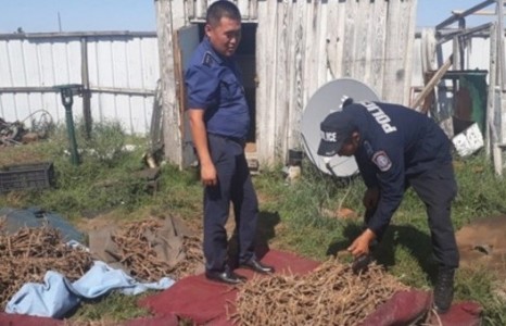 Дэрвэгэр жиргэрүү түүж бэлтгэсэн хүмүүсийг шалгаж байна