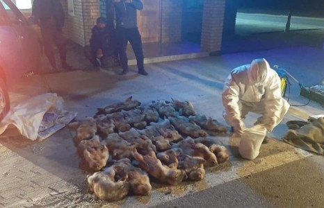 News paparazzi : Хууль бусаар тарвага агнаж, тээвэрлэж явсан зөрчлийг илрүүллээ